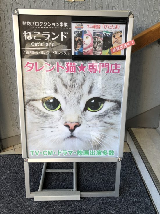 埼玉県／タレントねこ専門店／ねこランド春日部西口店さま。A看板とポスター印刷をご利用いただきました。