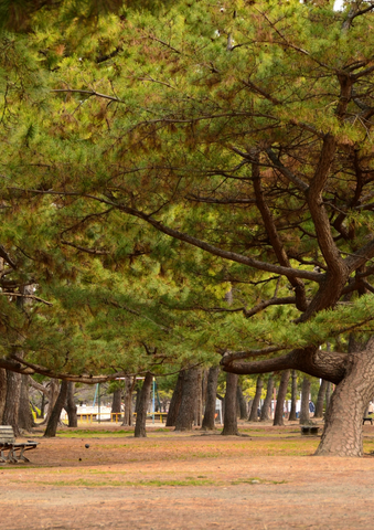 エシカルフェスタ 浜寺公園